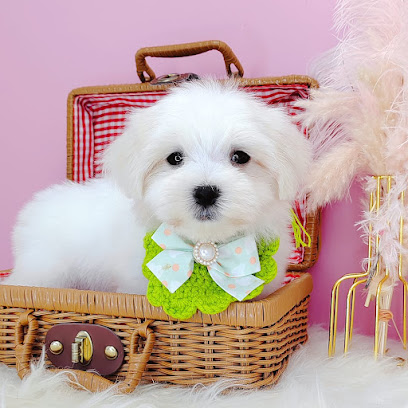 Furgather Destiny Pet House Puchong 宠遇店铺 - Pet Hotel , Grooming , DayCare , Boarding & Retail