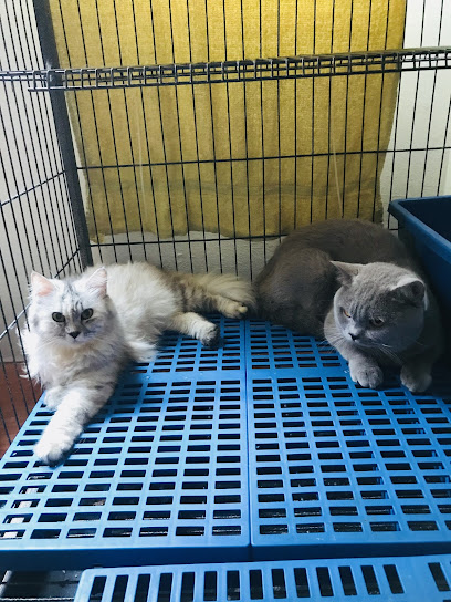 Hotel Kucing Momo Taman Mas