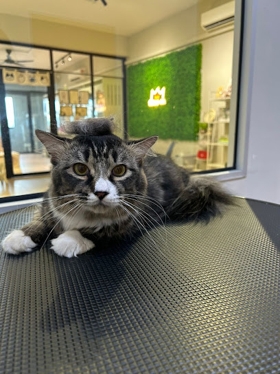 MEOW’S INN Cat Hotel & Grooming