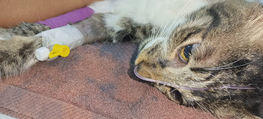 DD VetCare & Surgery