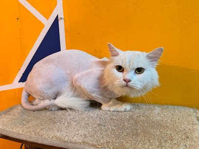 Cats Stop Centre ~Cat Hotel & Spa Puchong
