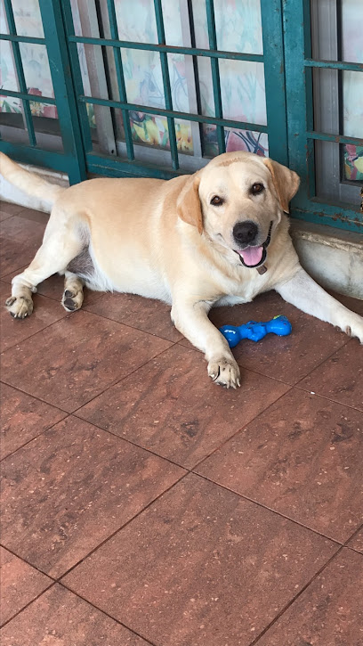 Dog Boarding @ USJ 20